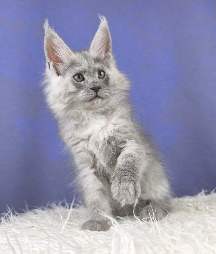 Photo 2025 12 15 20 52 52 3