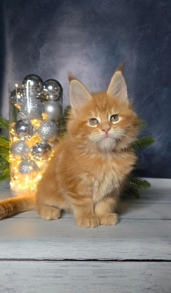 Photo 2025 12 15 22 03 10