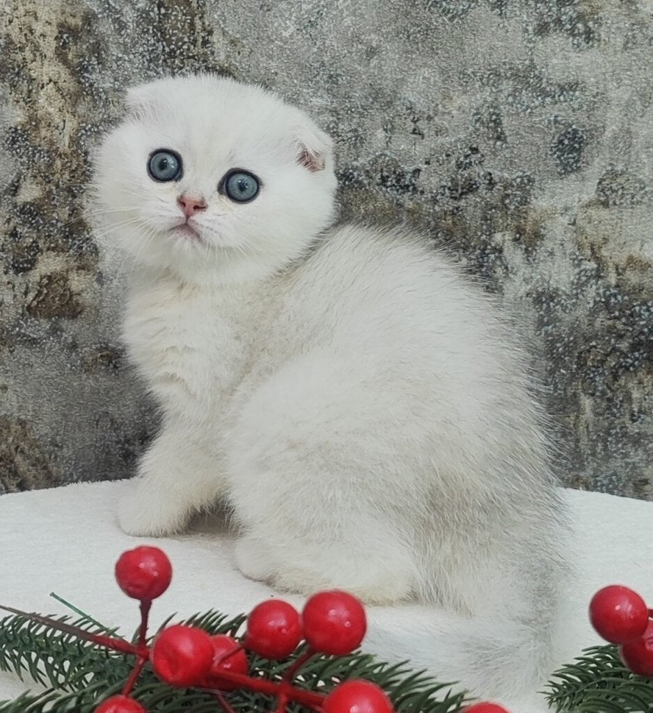 Photo 2025 12 15 22 34 37 4