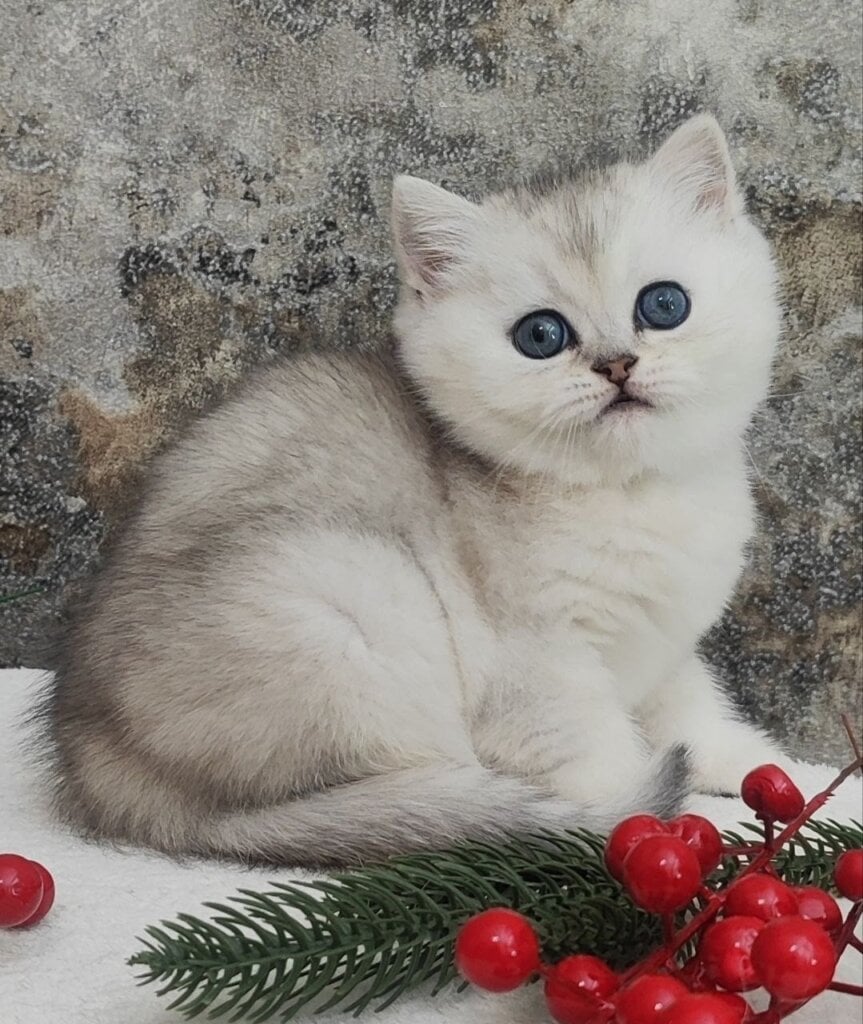 Photo 2025 12 15 22 39 14 4