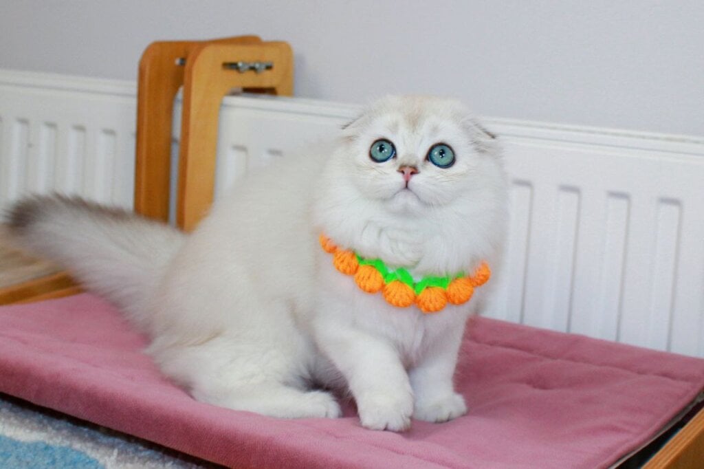 Photo 2025 12 15 23 23 55 4