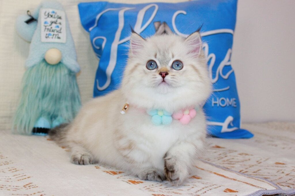 Photo 2025 12 15 23 54 23