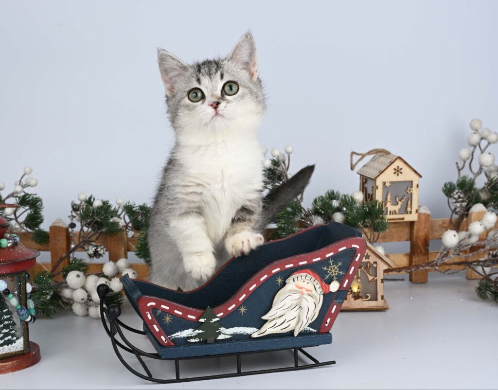 Yesenia Munchkin Black Tabby Female (Available) 00 - photo 1