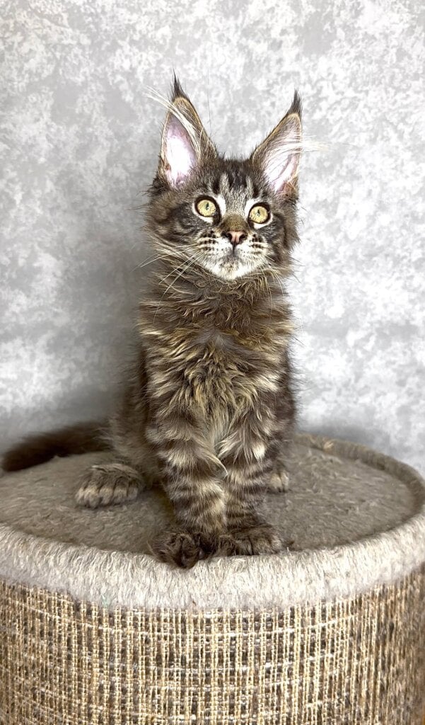 Photo 2025 12 17 18 28 28