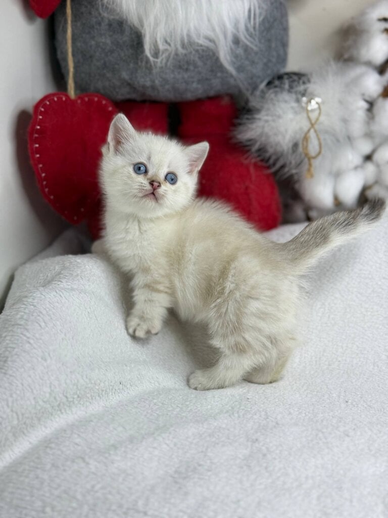 Photo 2025 12 17 19 08 22