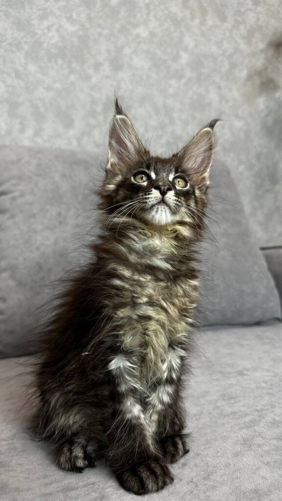 Photo 2025 12 17 19 42 43