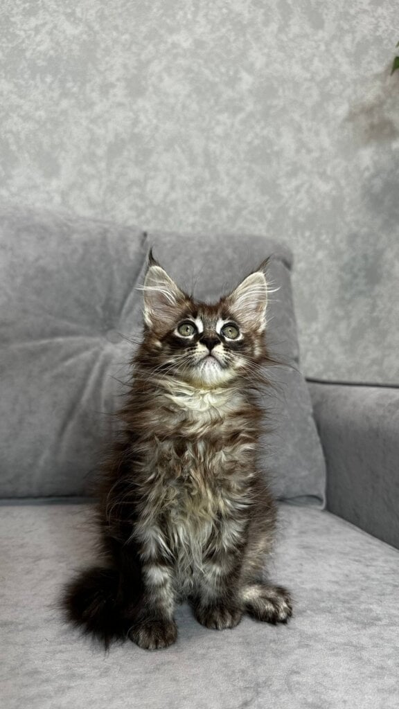 Photo 2025 12 17 19 47 10