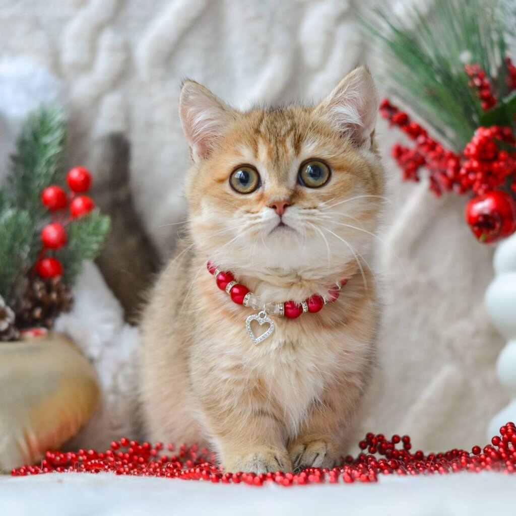 Photo 2025 12 18 12 48 35 2