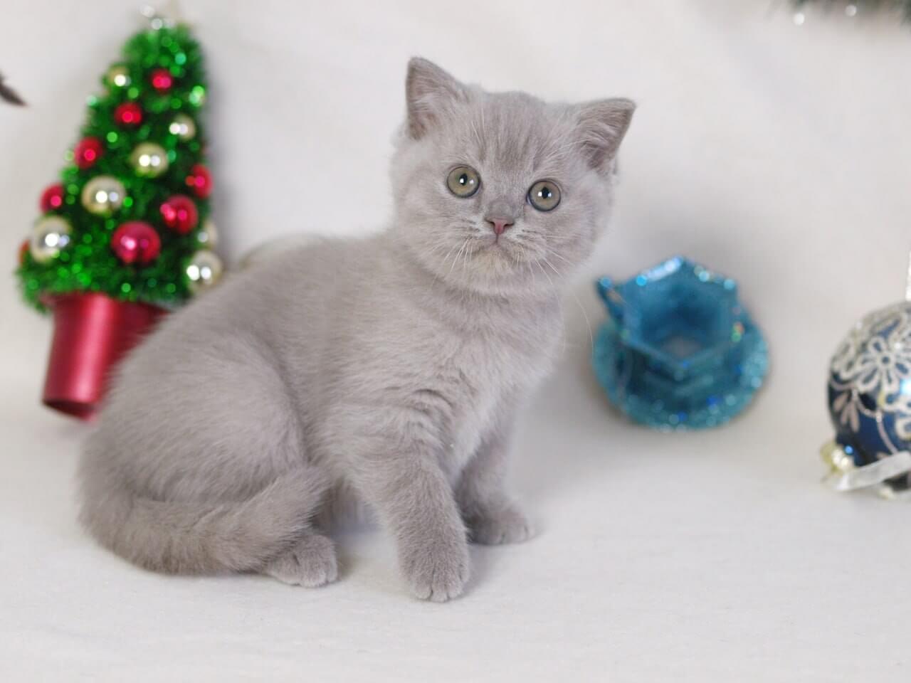 Photo 2025 12 18 20 55 21 2