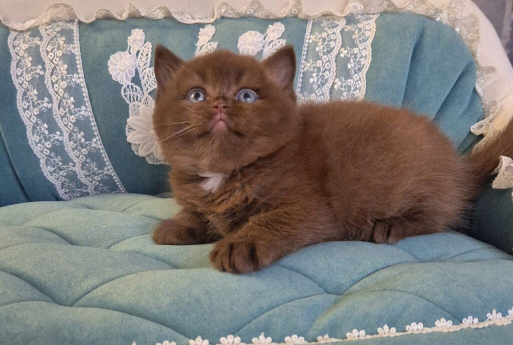 Ariana British Shorthair Chocolate Female (Reserved) 00 - photo 1