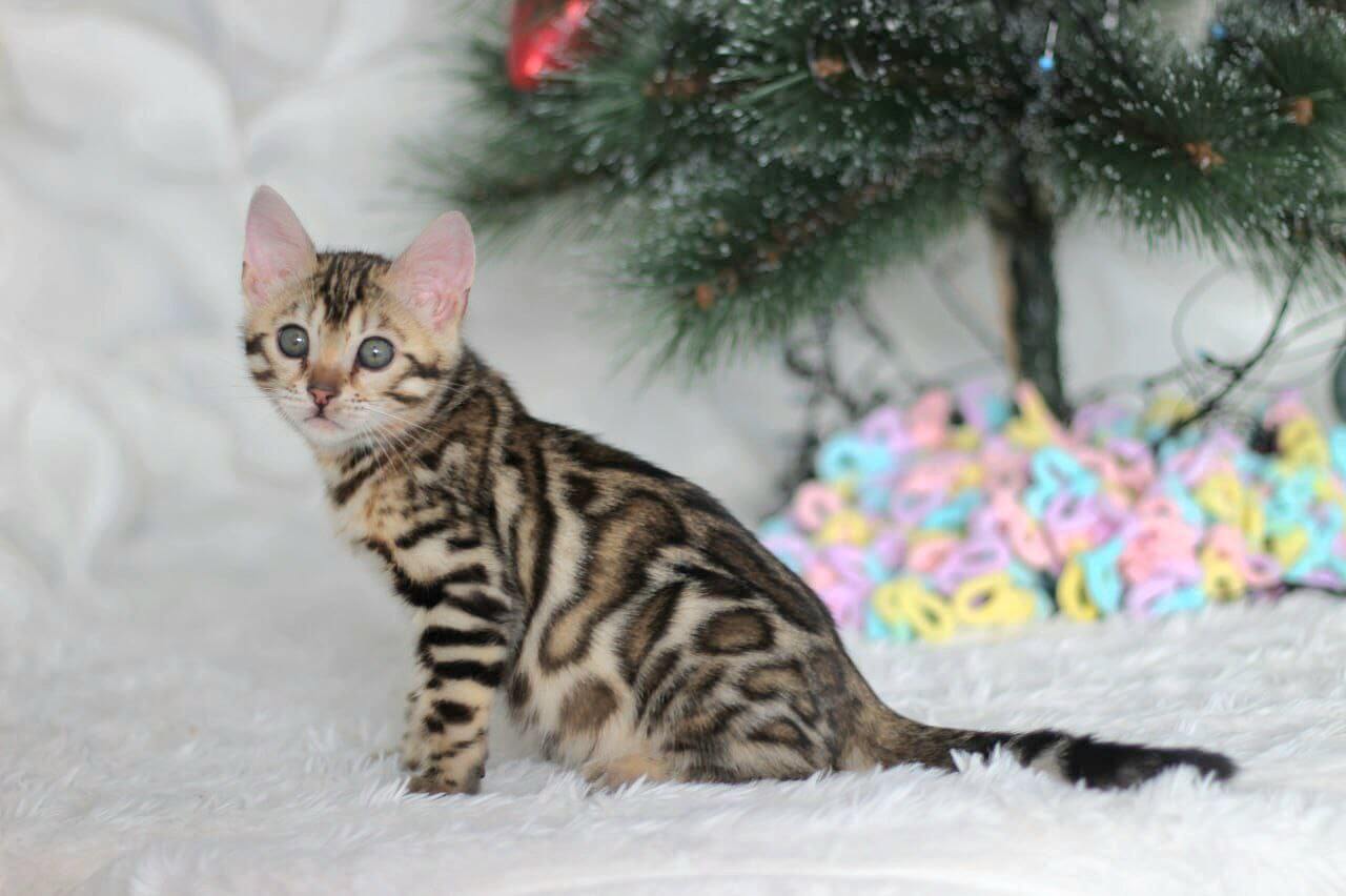 Photo 2025 12 20 11 24 32