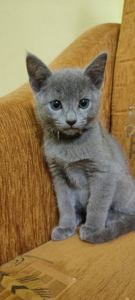 Emil Russian Blue Male (Reserved) 00 - photo 1