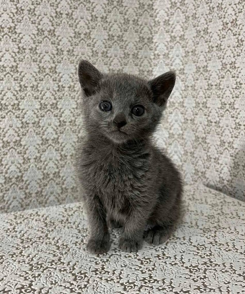 Max Russian Blue Male (Reserved) 00 - photo 1