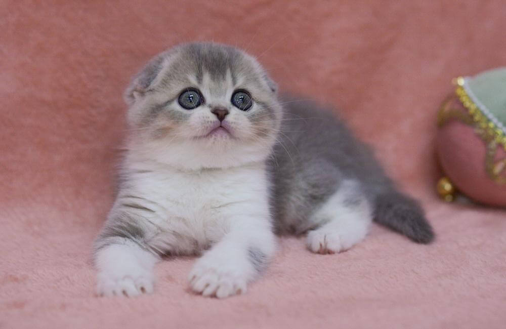 Lu lu Scottish Fold Blue Tabby Female (Available) 00 - photo 1