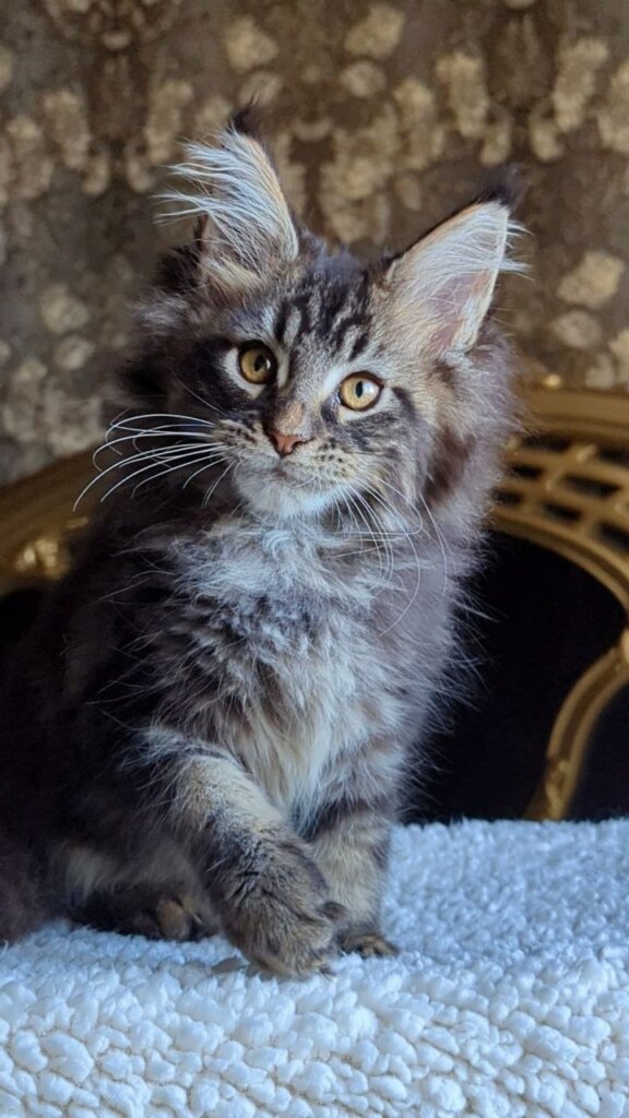 Cupidon Maine Coon Black Tabby Male (Reserved) 50 - photo 1