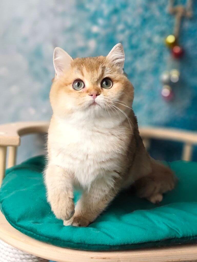 Claire British Shorthair Black Golden Female (Reserved) 00 - photo 1