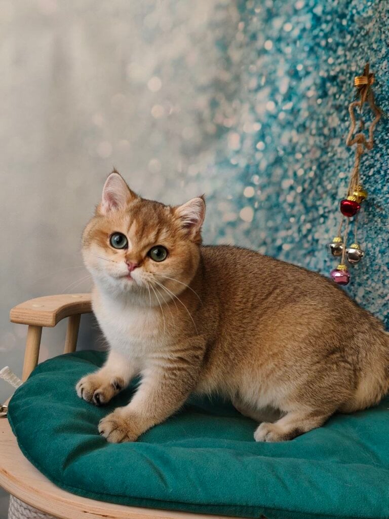 Diana British Shorthair Black Golden Female (Available) 00 - photo 1