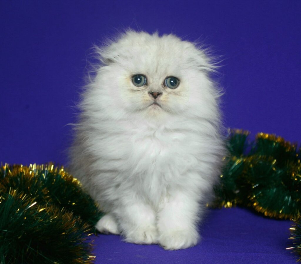 Photo 2025 12 30 21 12 37 4