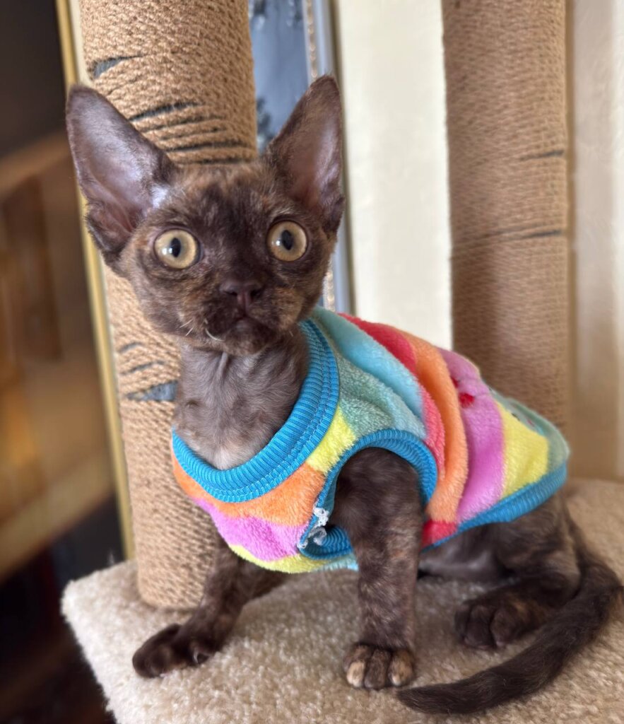 Photo 2026 02 03 11 50 34