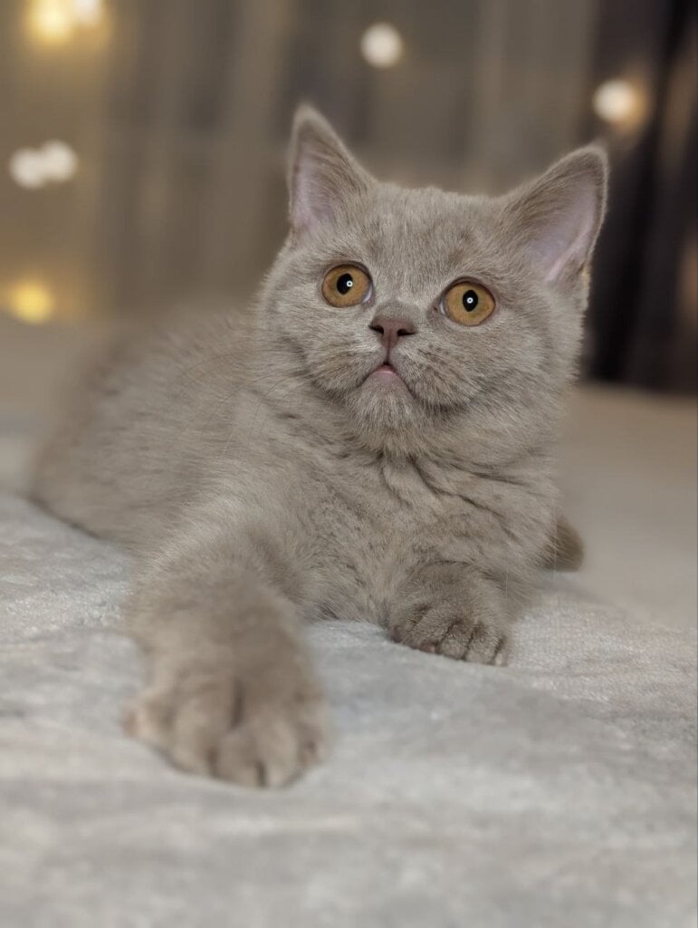 Photo 2026 02 15 18 28 43