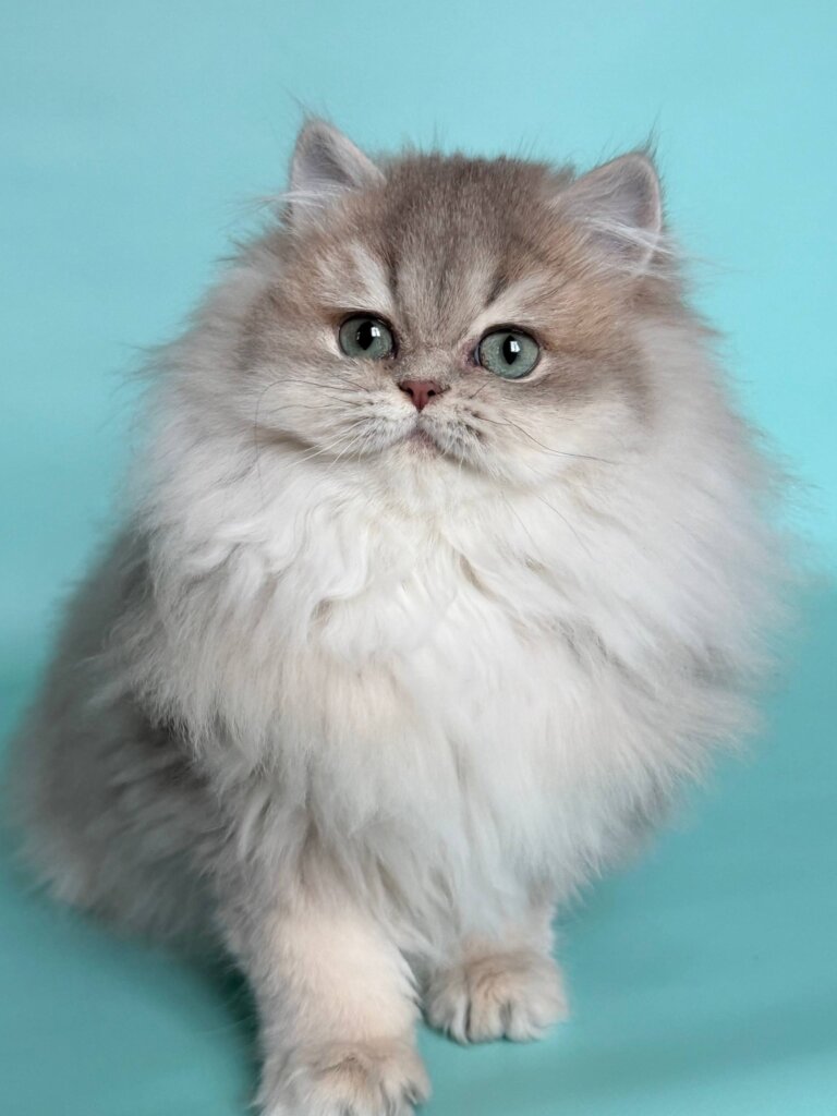 Photo 2026 02 17 20 32 40