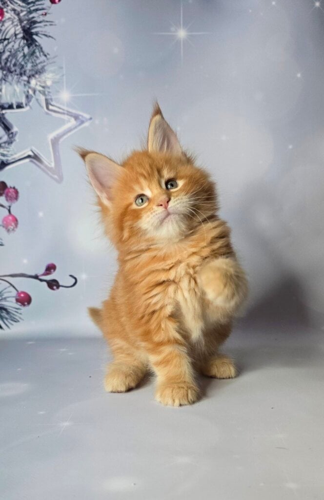 изображение Viber 2025 12 06 10 37 04 821