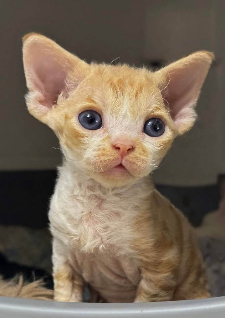Mikki Devon Rex Red Male (Available) 00 - photo 1