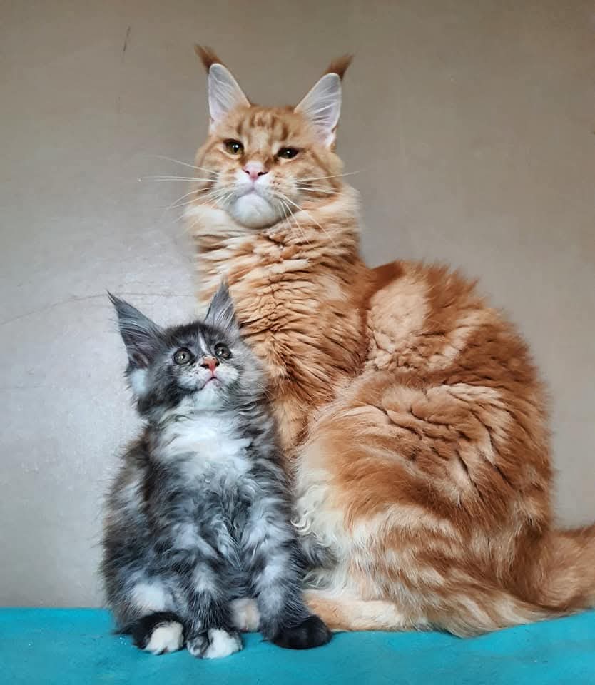 изображение Viber 2025 12 18 22 09 38 465