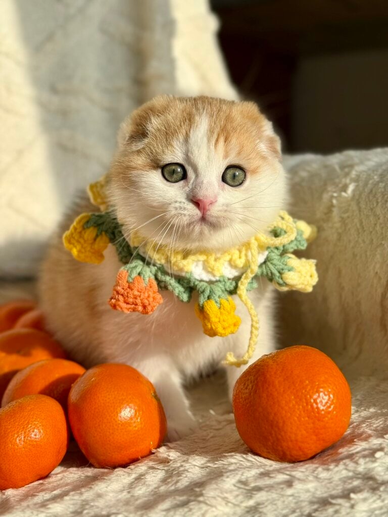 изображение Viber 2026 01 26 11 00 32 513