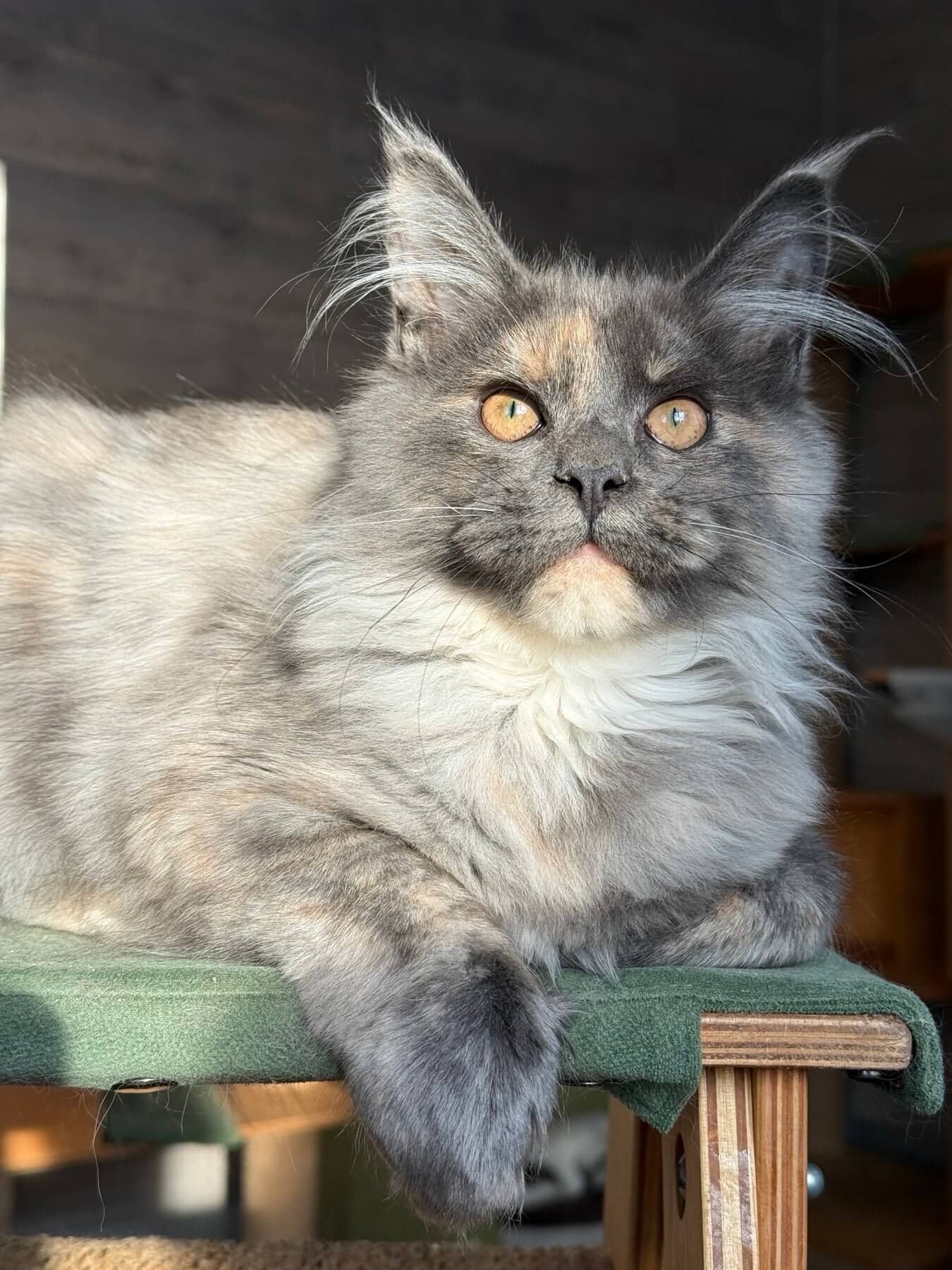 Blue Tortie Rabbit Adelina Maine Coon POLY Blue Tortie Female (Reserved) $3000 | Champion ...