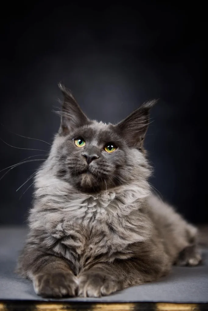 Quileute Maine Coon Blue Silver Male (Available) 50 - photo 1