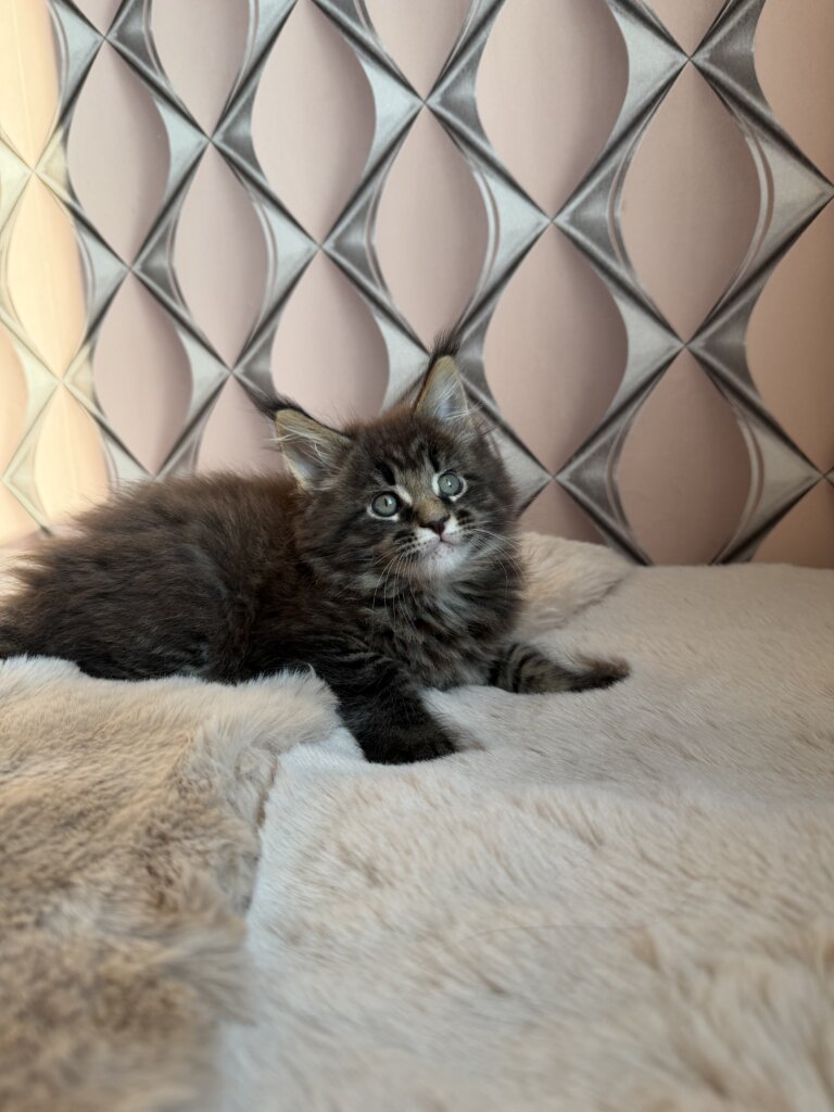 Ralf Maine Coon Black Tabby Male (Reserved) 00 - photo 1