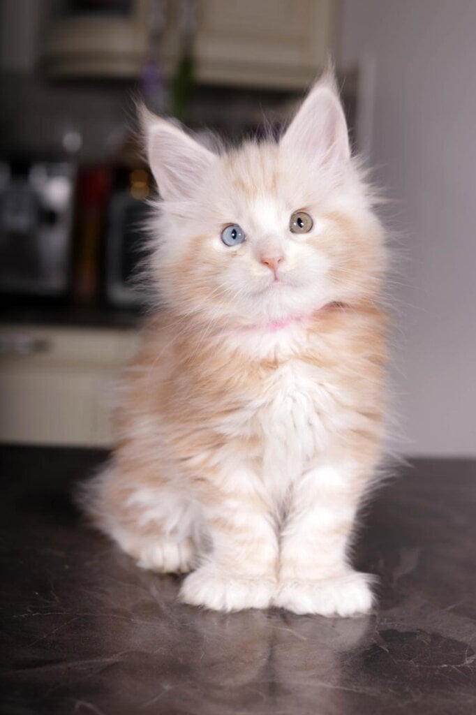 Merlin Maine Coon POLY Red Male BLUE/GREEN eyes (Reserved) 50 - photo 1