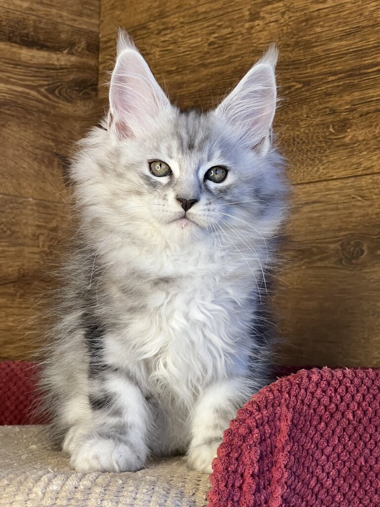 Timur Maine Coon Black Silver Male (Reserved) 00 - photo 1