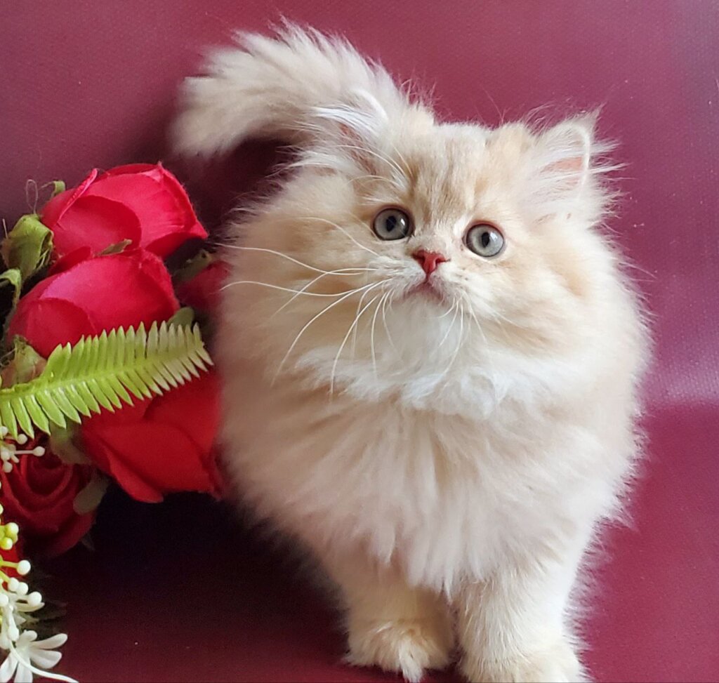 Katya British Longhair Fawn Female (Reserved) 00 - photo 1