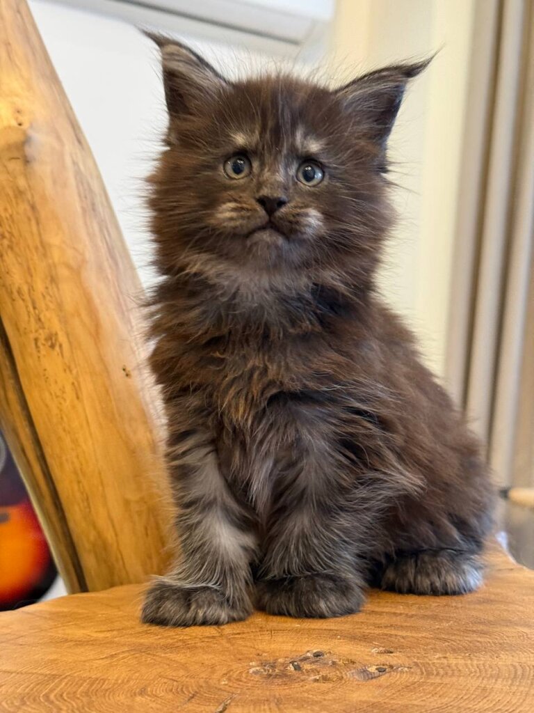 Tor Maine Coon POLY Black Silver Male (Reserved) 00 - photo 1