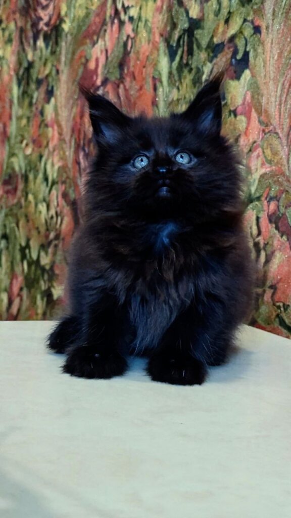 Daniel Maine Coon Black Male (Reserved) 50 - photo 1