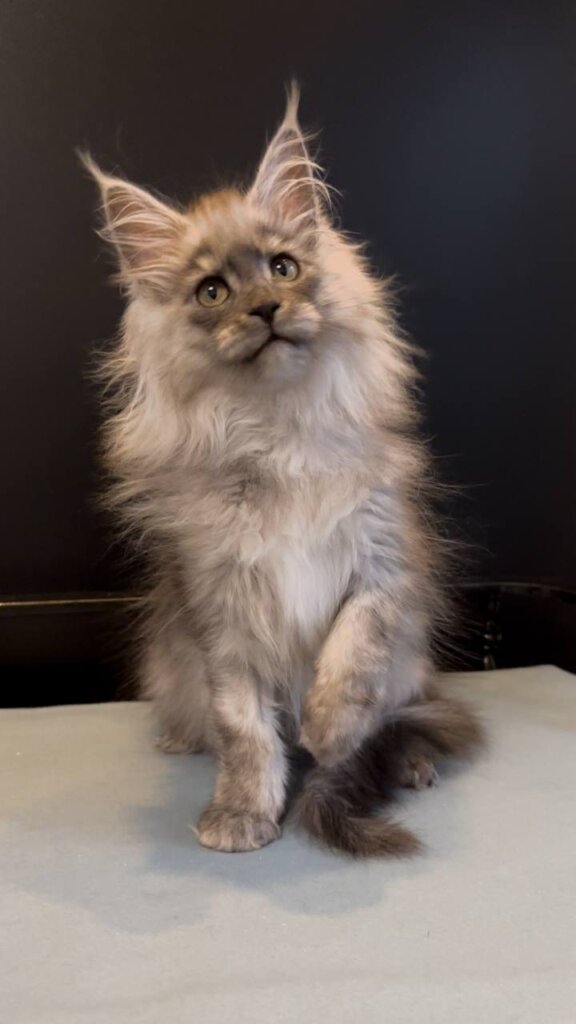 Norman Maine Coon Black Silver Male (Reserved) 00 - photo 1
