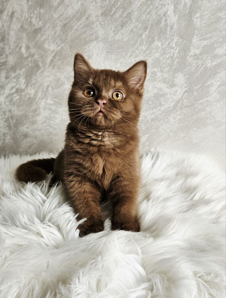 Ginger British Shorthair Cinnamon Male (Reserved) 00 - photo 1