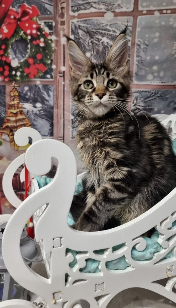 Amoris Maine Coon Black Tabby Male (Reserved) 50 - photo 1