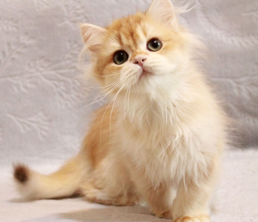 Photo 2026 01 07 15 336 24