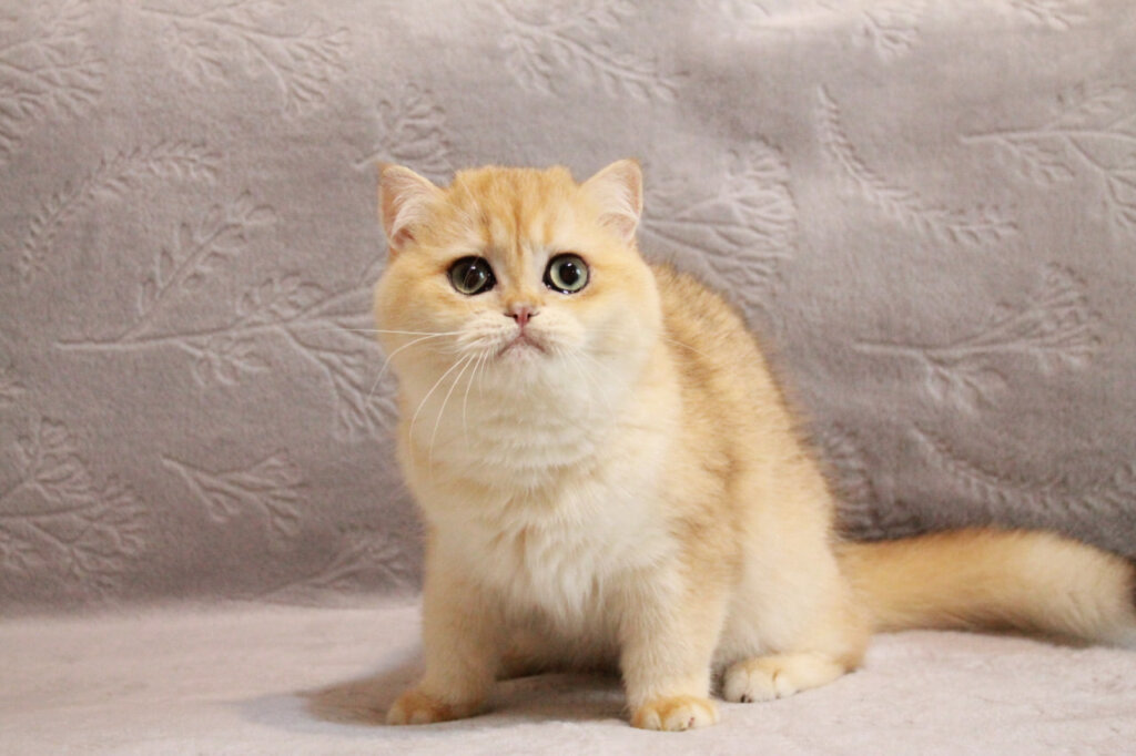 Bublick British Shorthair Black Golden Male (Reserved) 00 - photo 1