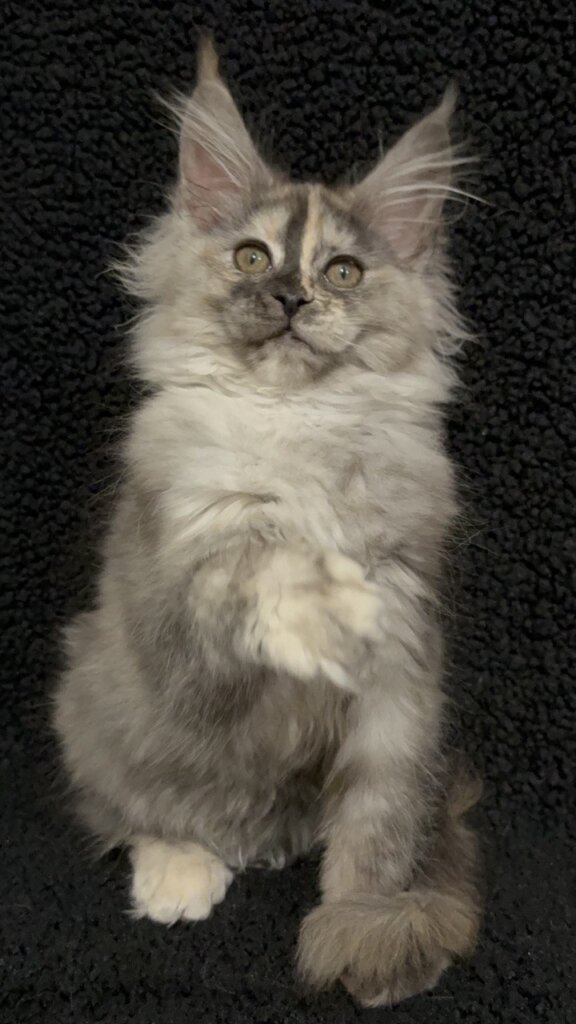 Aurika Maine Coon Black Tortie Female (Reserved) 00 - photo 1