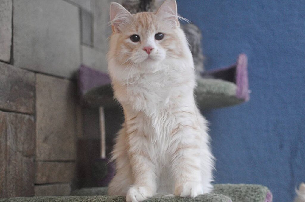 Marmelad Siberian Cream Male (Reserved) 00 - photo 1