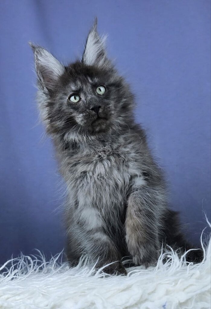 Sirius Maine Coon Black Silver Male (Reserved) 50 - photo 1