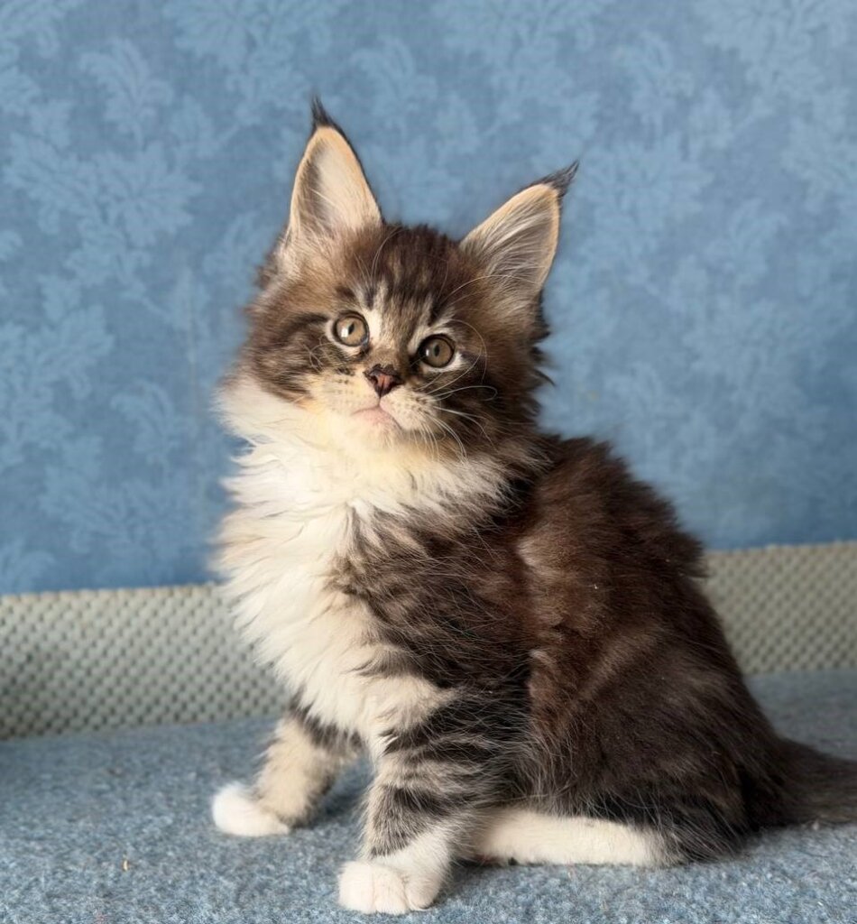 Muffin Maine Coon Black Silver Male (Reserved) 50 - photo 1