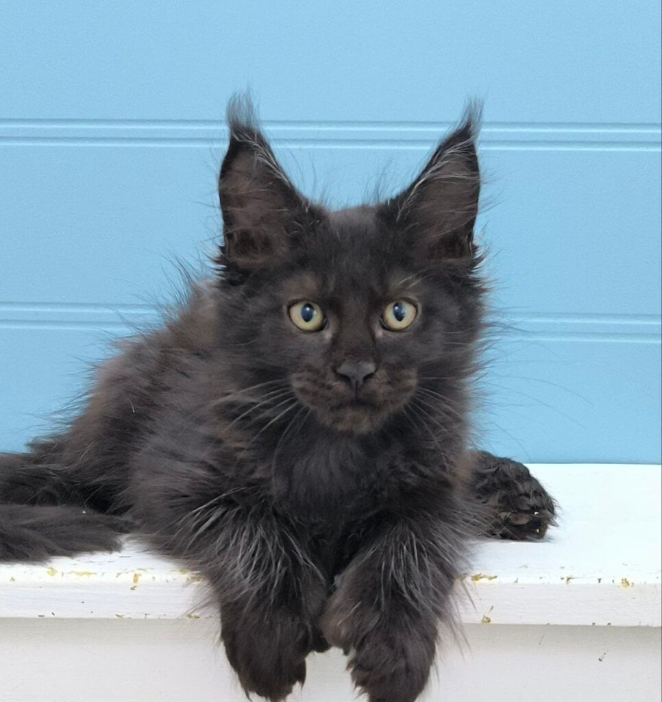 Photo 2026 01 24 16 11 01