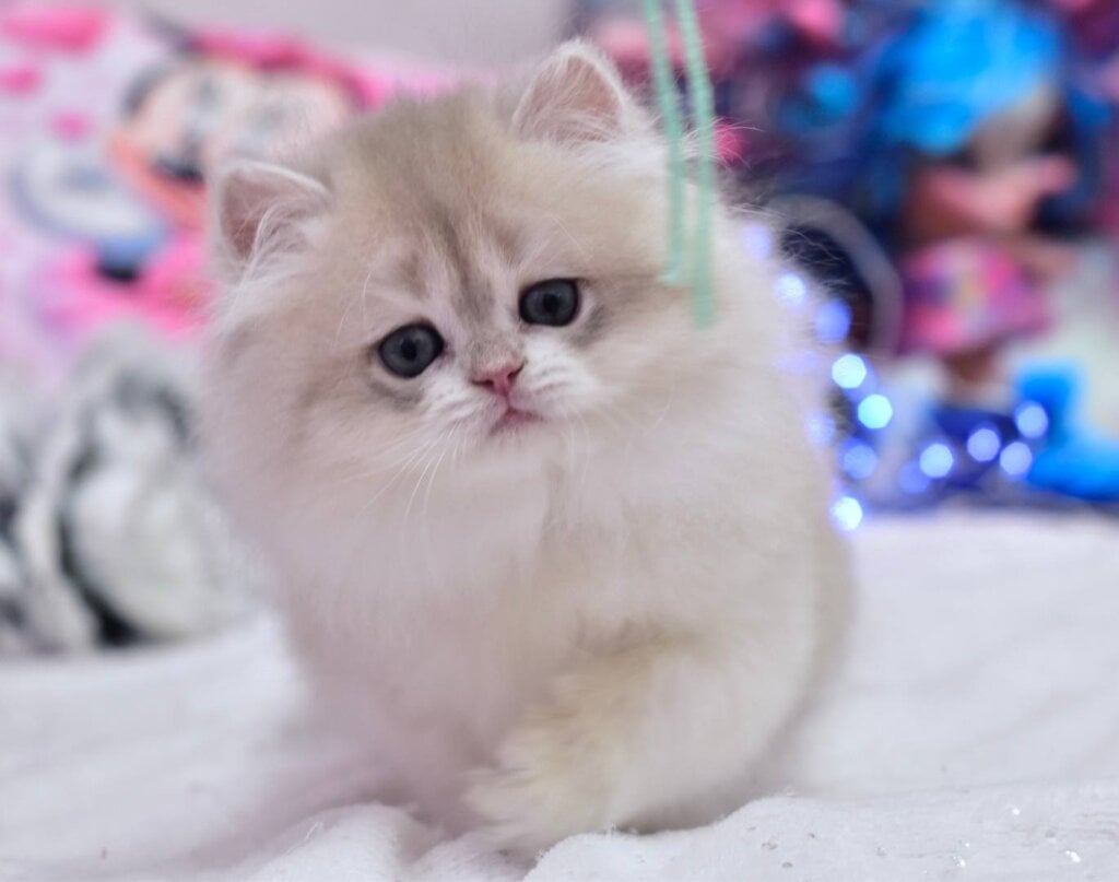 Photo 2026 01 25 15 05 24