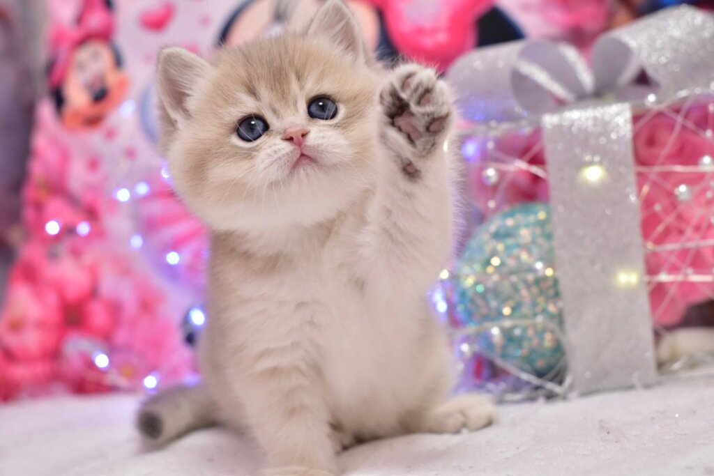 Photo 2026 01 27 15 16 13