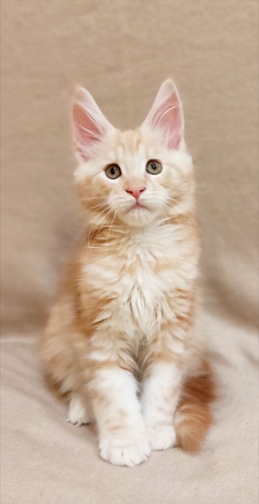 Photo 2026 01 28 16 41 52 2